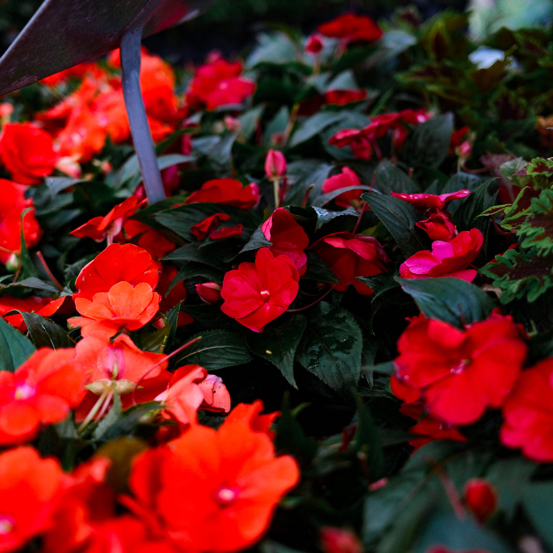 New Guinea Impatiens (4.5")