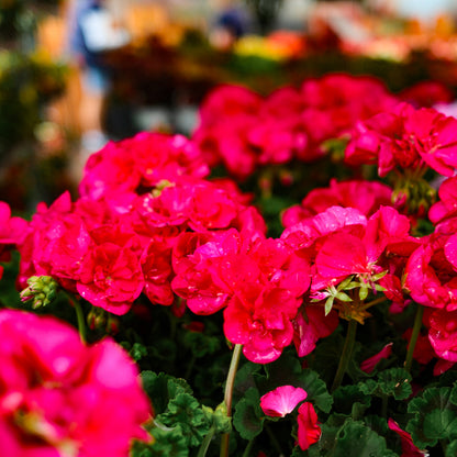 Geranium (4,5")