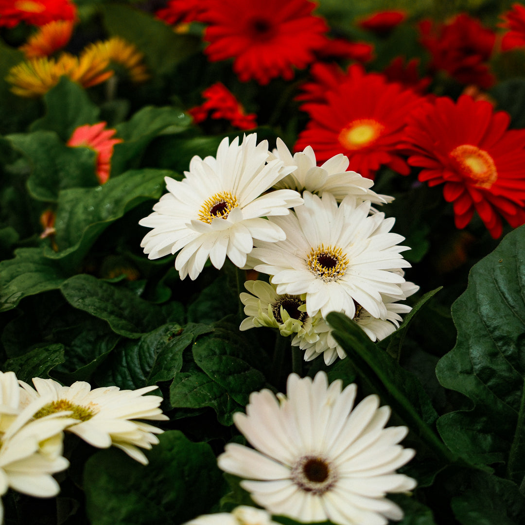 Gerbera (4.5")