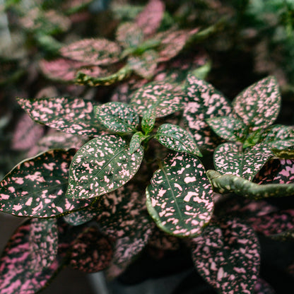 Hypoestes (4,5")
