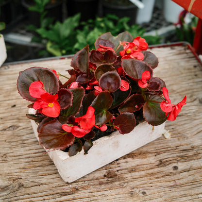 Wax Begonias (Semperflorens) – Tray of 9