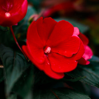 New Guinea Impatiens (4.5")