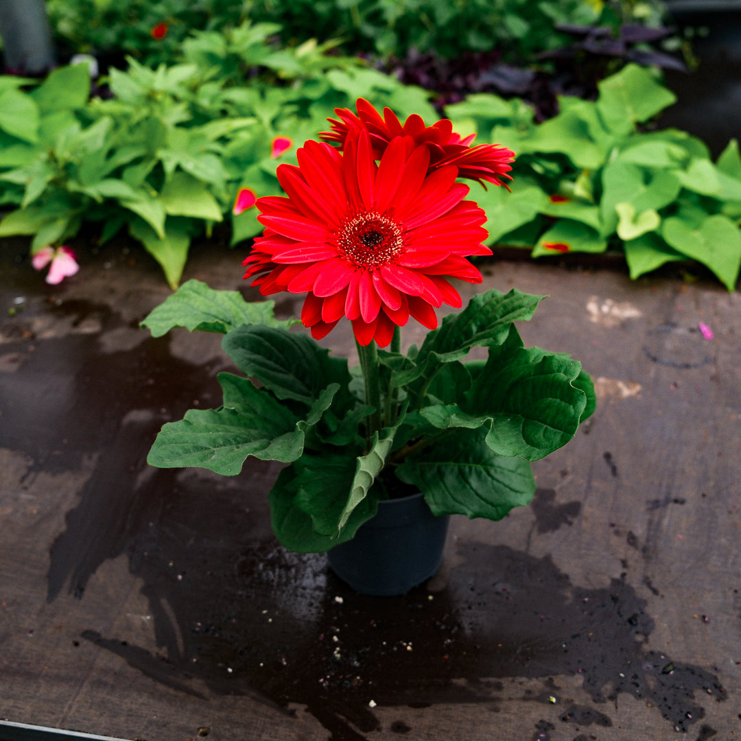 Gerbera (4.5")