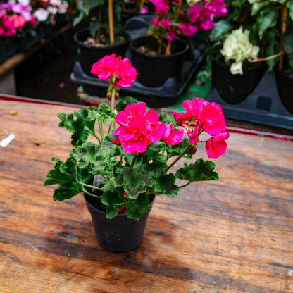 Geranium (4,5")