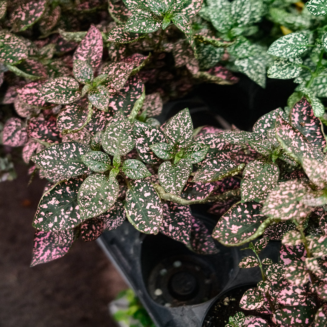 Hypoestes (4,5")