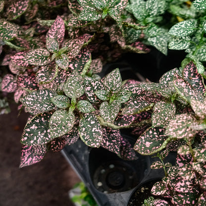 Hypoestes (4,5")