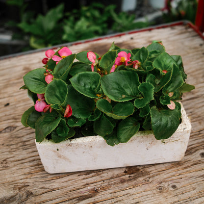 Wax Begonias (Semperflorens) – Tray of 9