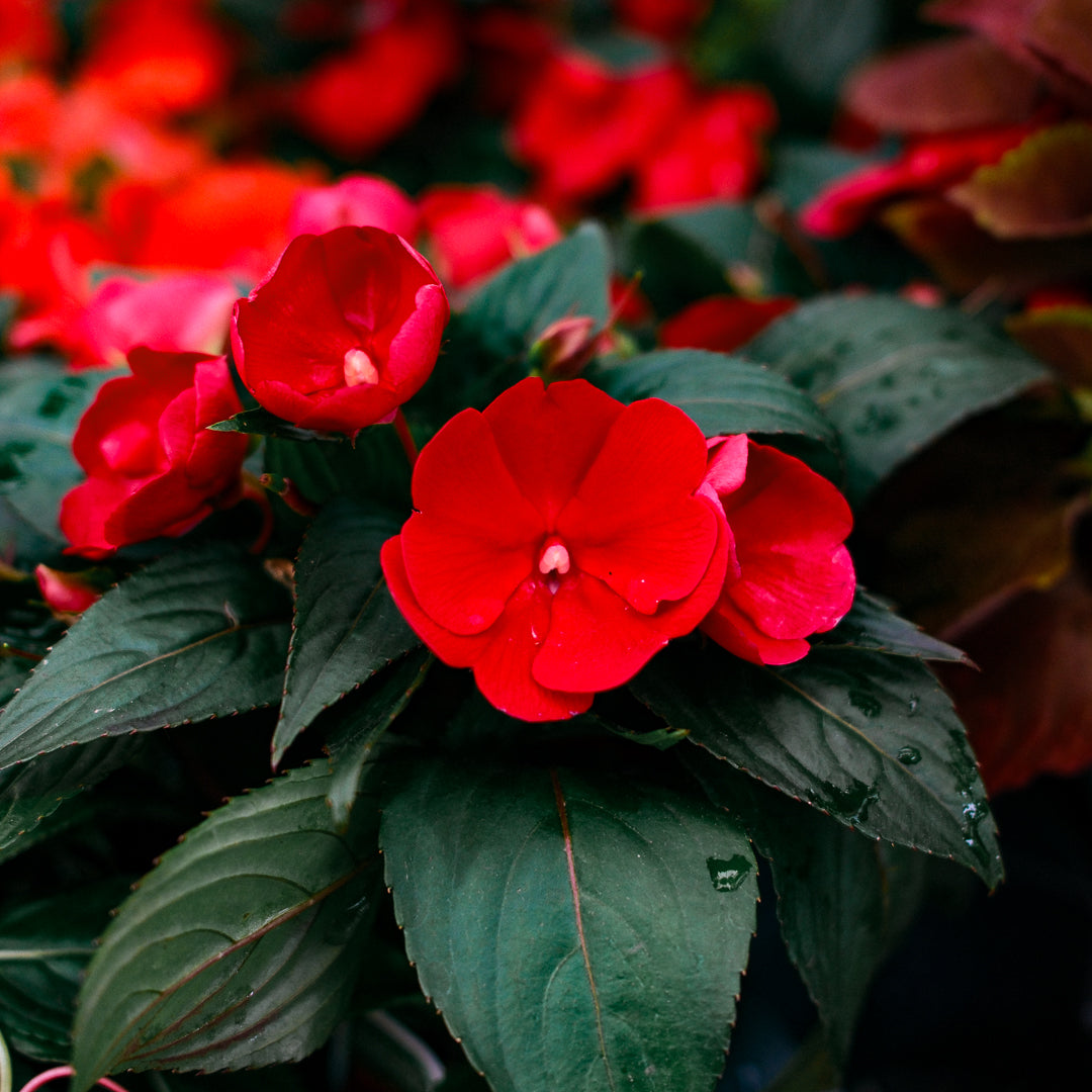 New Guinea Impatiens (4.5")