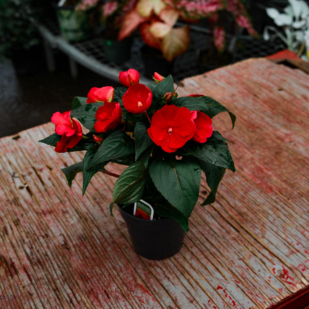 New Guinea Impatiens (4.5")