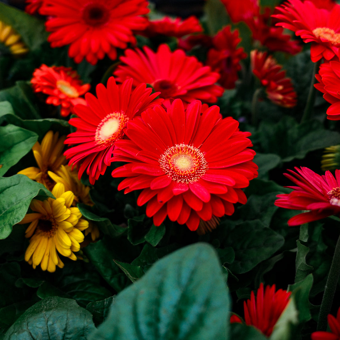 Gerbera (4.5")