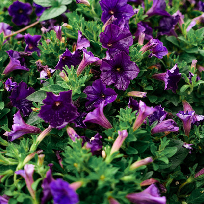 Pétunia cascade / Saint-Joseph (4,5")