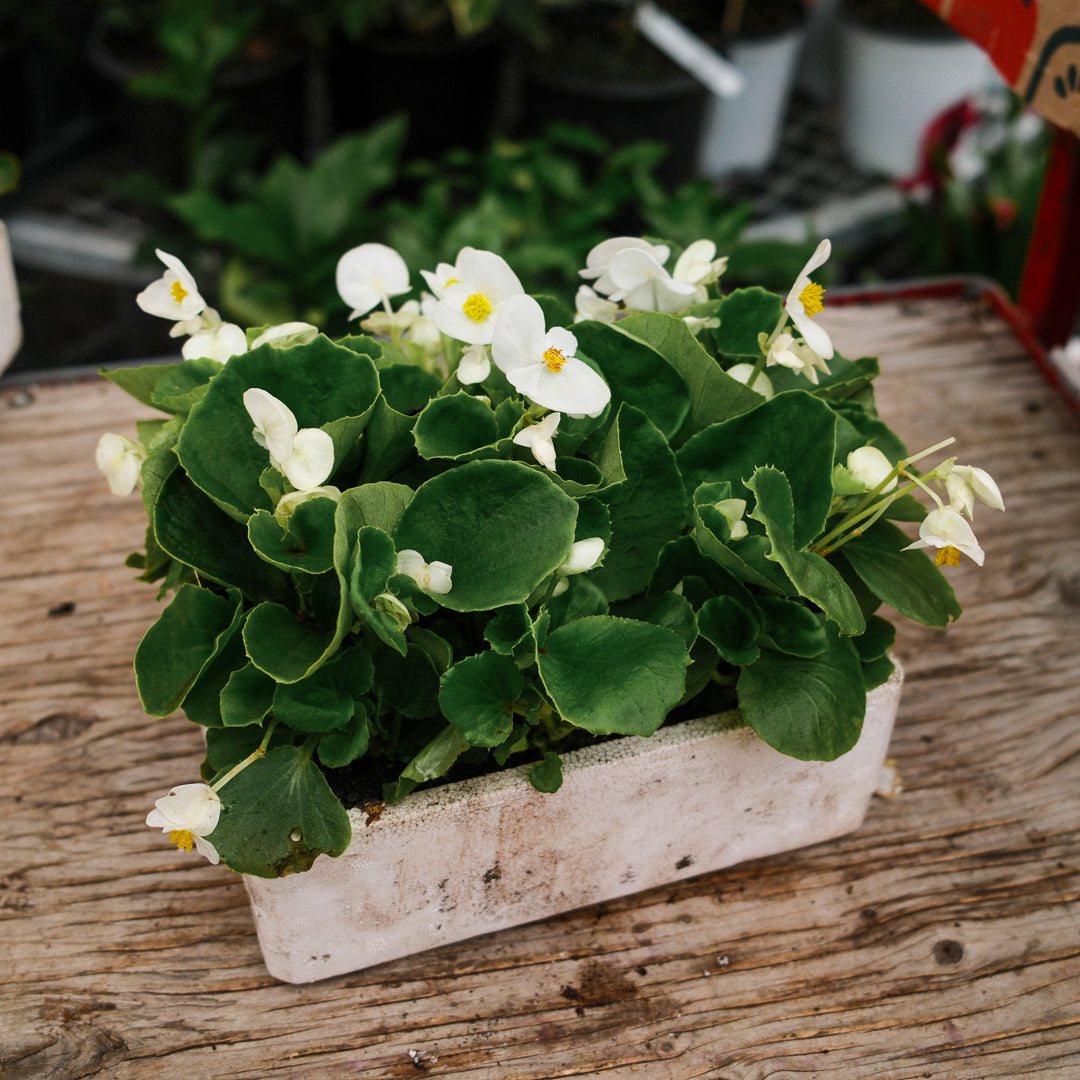 Wax Begonias (Semperflorens) – Tray of 9