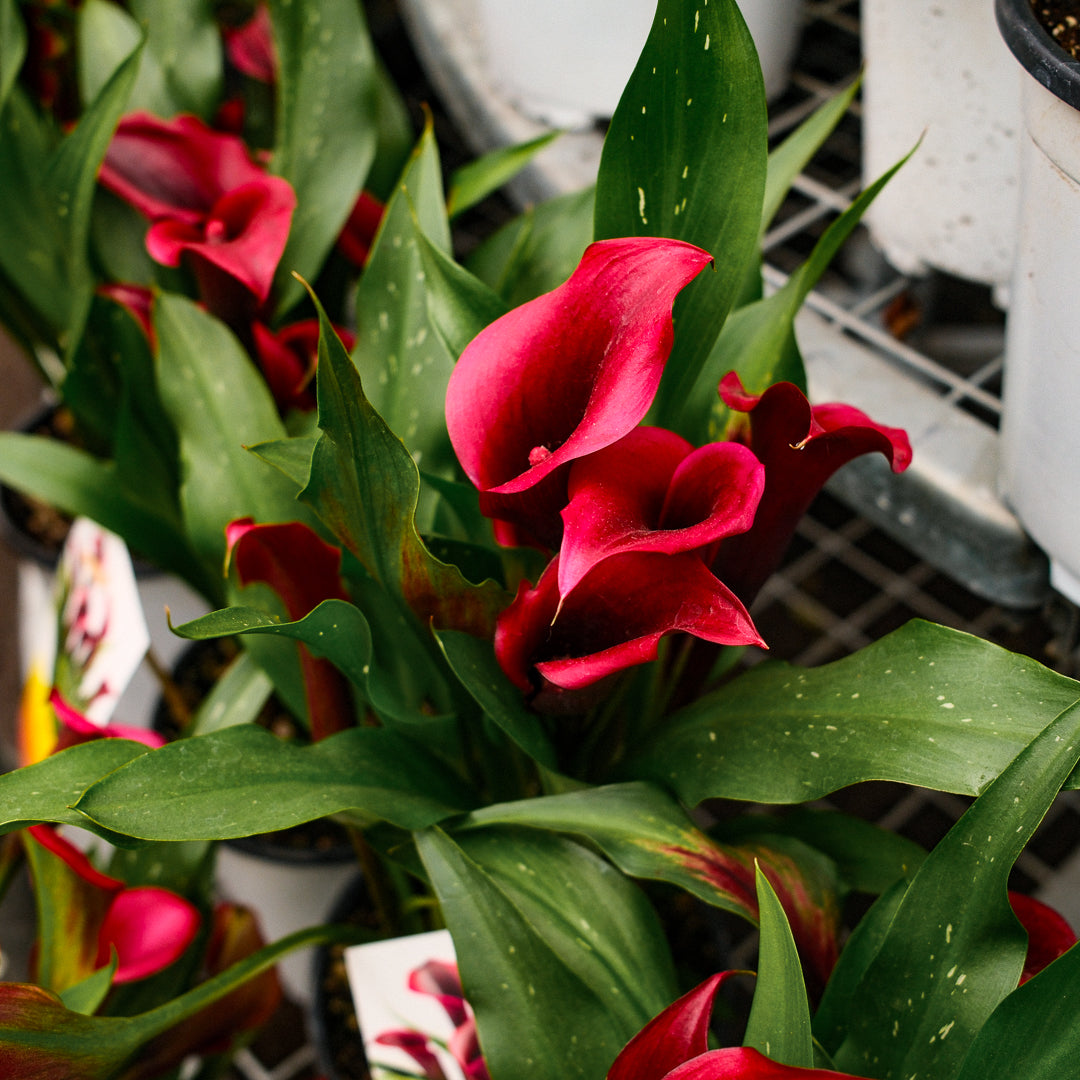 Lys de Calla (6")