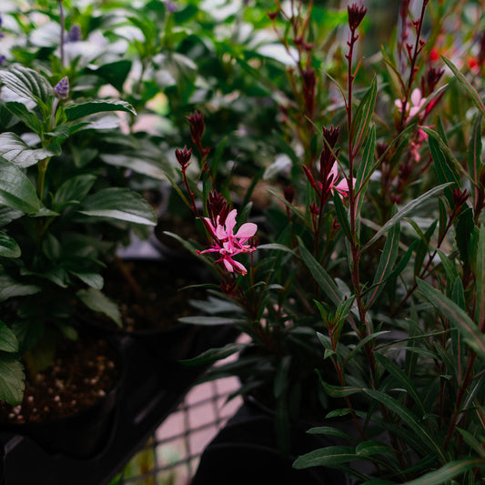 Gaura (4.5")