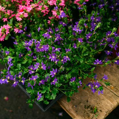 Scaevola (4.5")