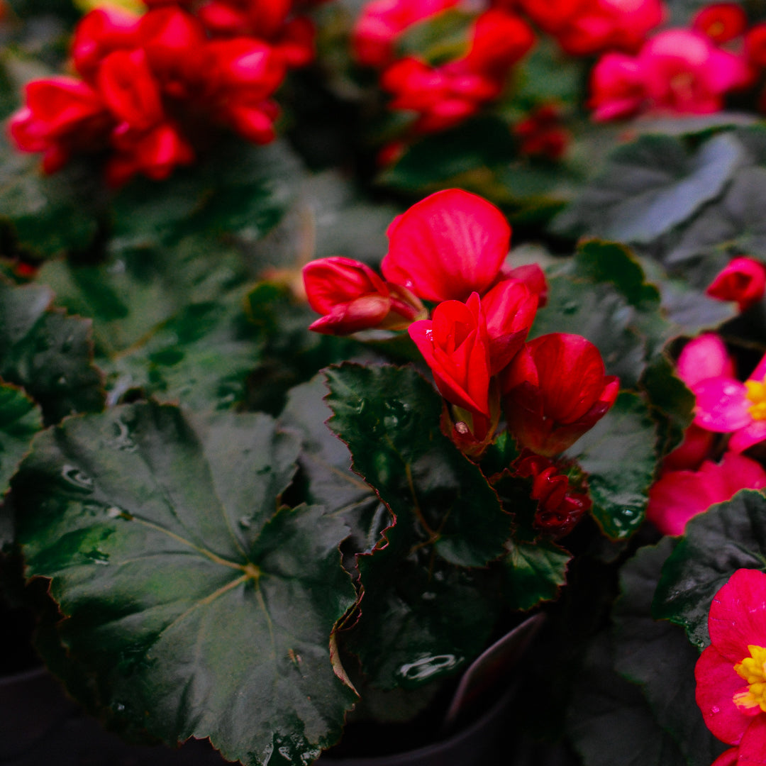 Begonia Reiger (4.5")