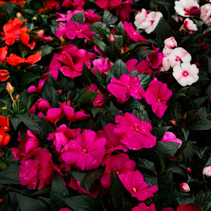 New Guinea Impatiens (4.5")
