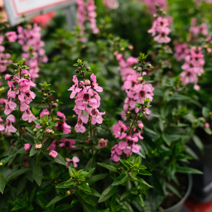 Angelonia (4.5")
