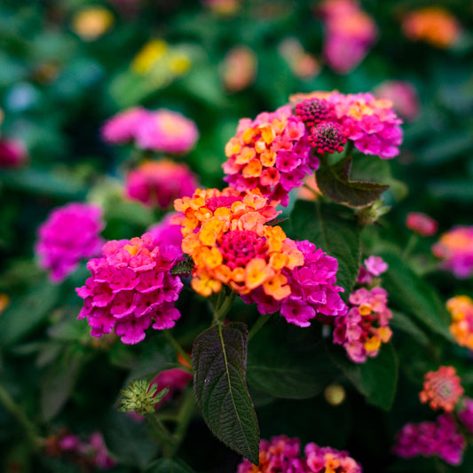 Lantana (4,5")