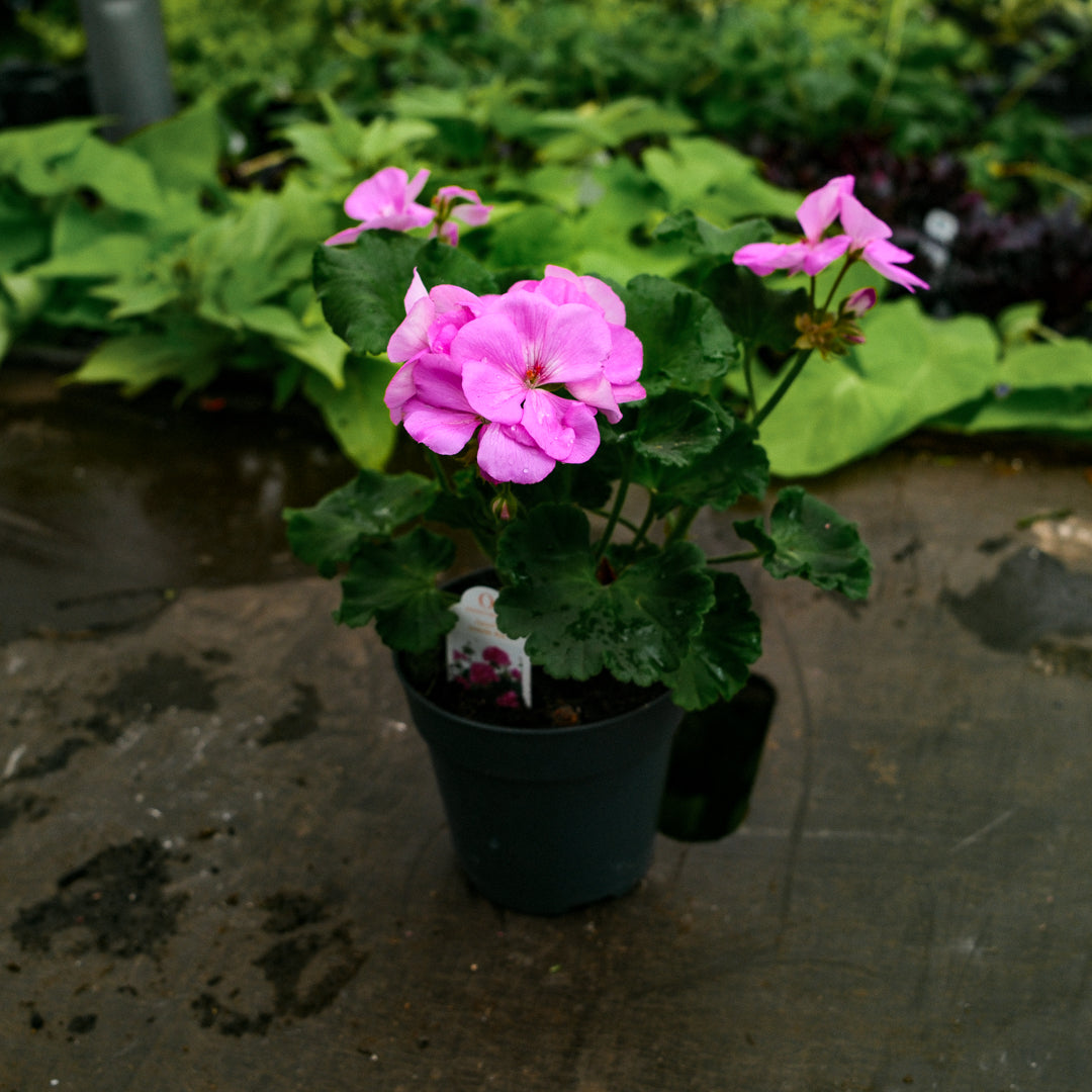 Geranium (4,5")