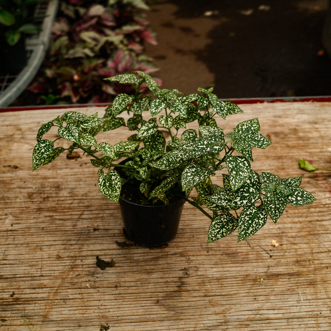 Hypoestes (4,5")