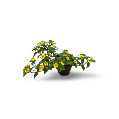 Sanvitalia (4.5") 