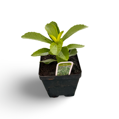Stevia (4,5")