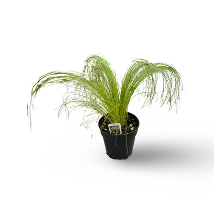 Stipa Ponytail (4.5")