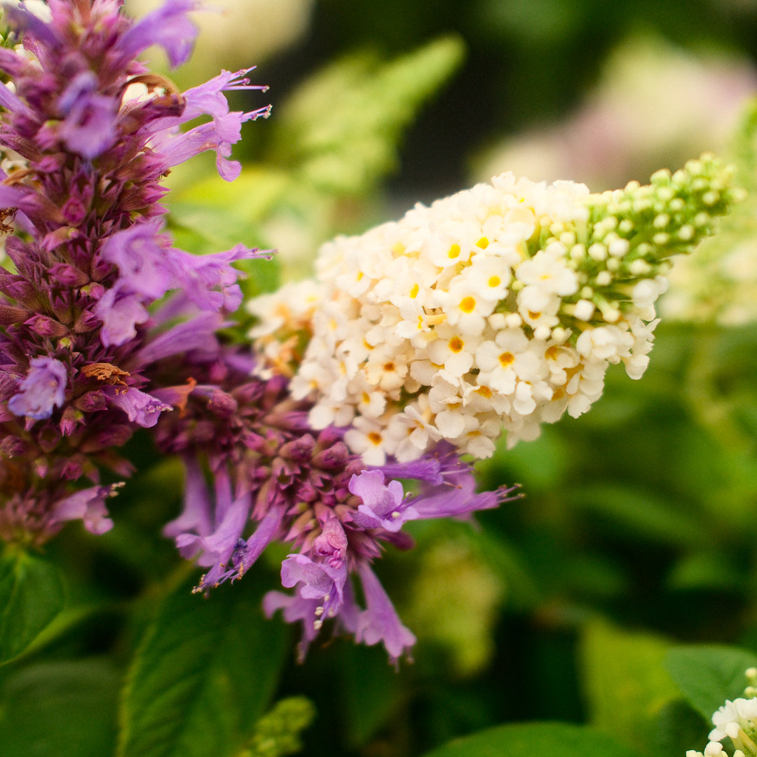 Buddleia (6")