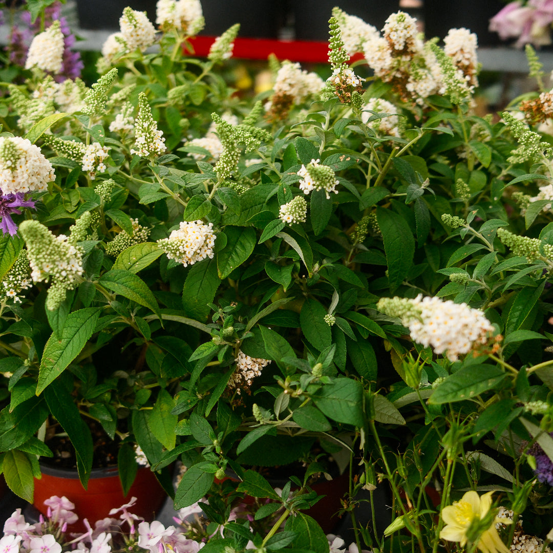 Buddleia (6")