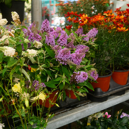 Buddleia (6")