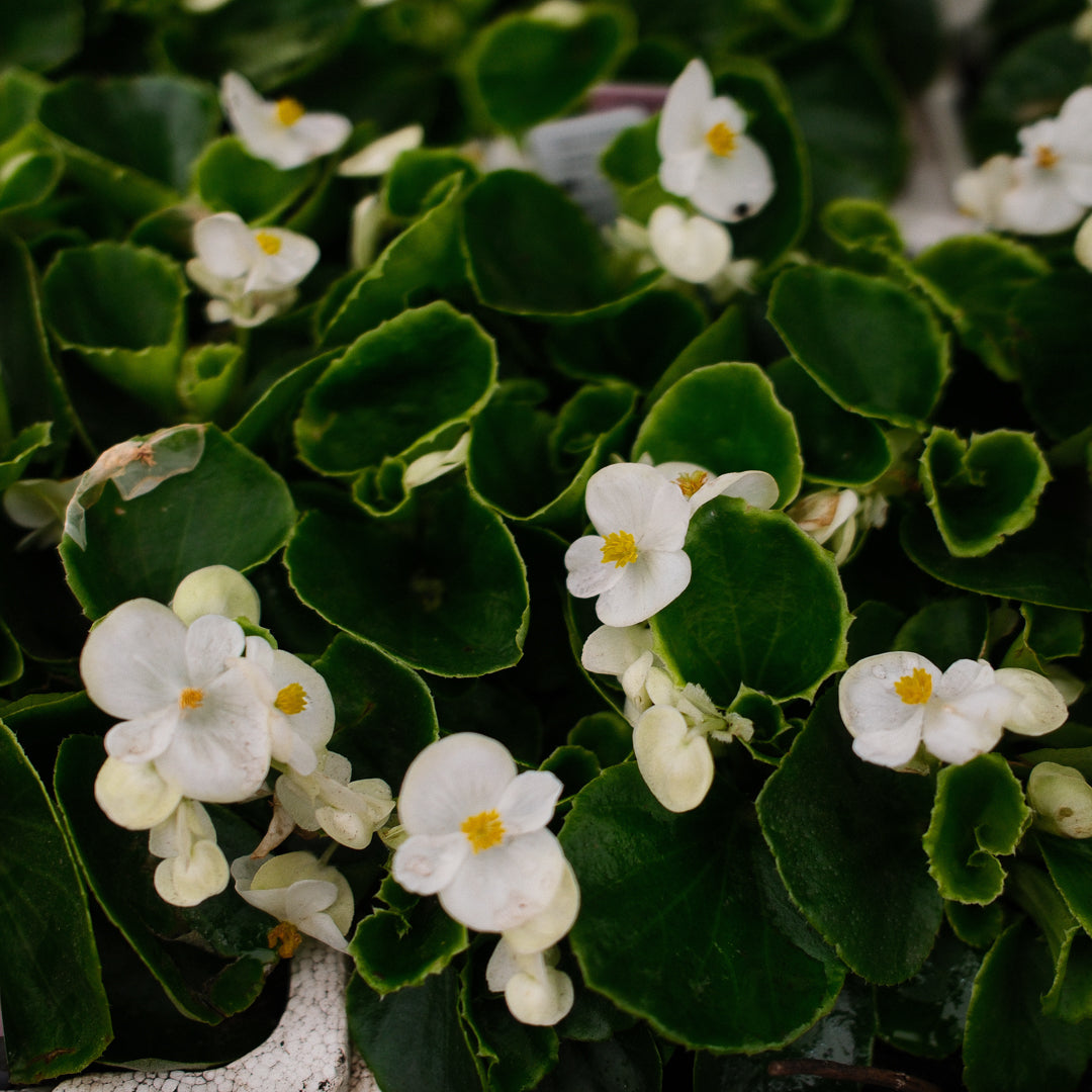 Wax Begonias (Semperflorens) – Tray of 9