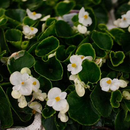 Wax Begonias (Semperflorens) – Tray of 9